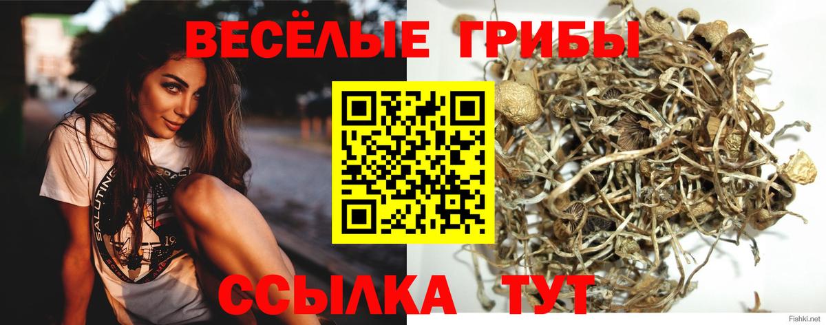 Галлюциногенные грибы Cubensis  Вход с VPN  Будённовск 
